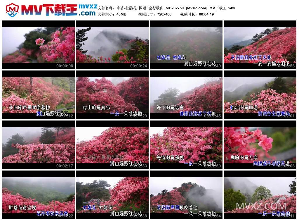 寒香-杜鹃花_国语_流行歌曲_MB202750